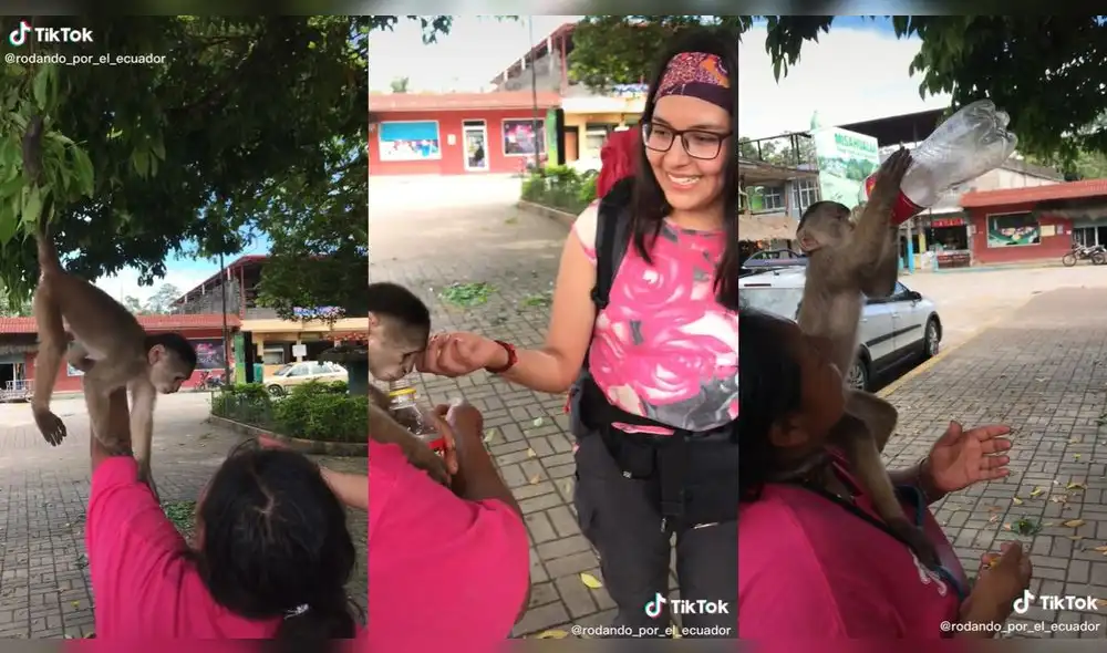 El mono quiso jugar con las turistas que lo encontraron. Foto: captura de TikTok El mono quiso jugar con las turistas que lo encontraron. Foto: captura de TikTok
