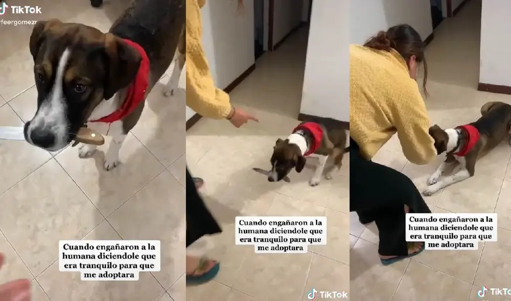 La joven pudo quitarle el objeto filoso a su mascota para que no se lastime. Foto: captura de TikTok