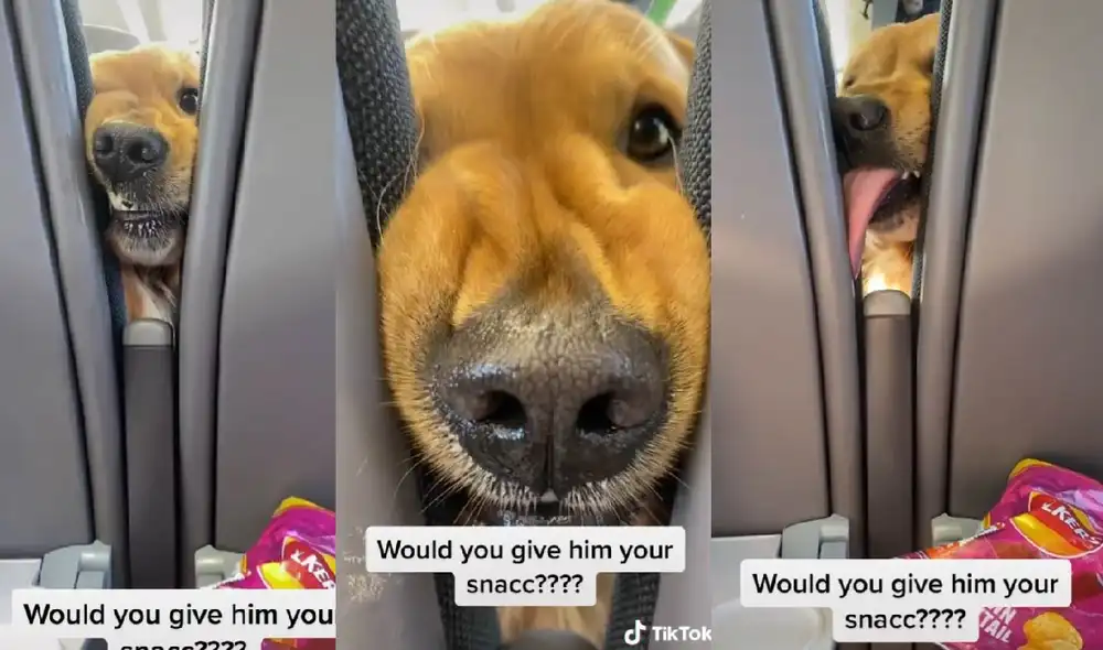 El perrito emocionó a los usuarios con su tierno comportamiento para pedir comida. Foto: captura de TikTok El perrito emocionó a los usuarios con su tierno comportamiento para pedir comida. Foto: captura de TikTok
