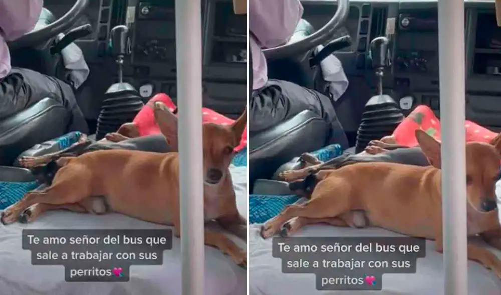 Miles de usuarios quedaron cautivados al ver estas imágenes. Foto: captura de TikTok Miles de usuarios quedaron cautivados al ver estas imágenes. Foto: captura de TikTok