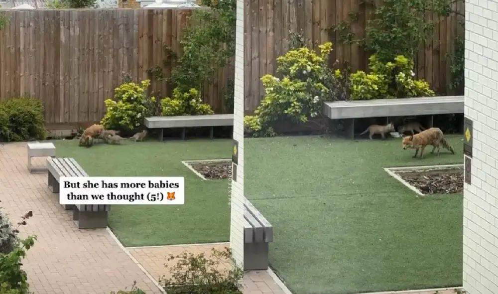 Los zorros aprovecharon en comer el platillo que les preparo la joven que grabó el popular clip. Foto: captura de TikTok Los zorros aprovecharon en comer el platillo que les preparo la joven que grabó el popular clip. Foto: captura de TikTok