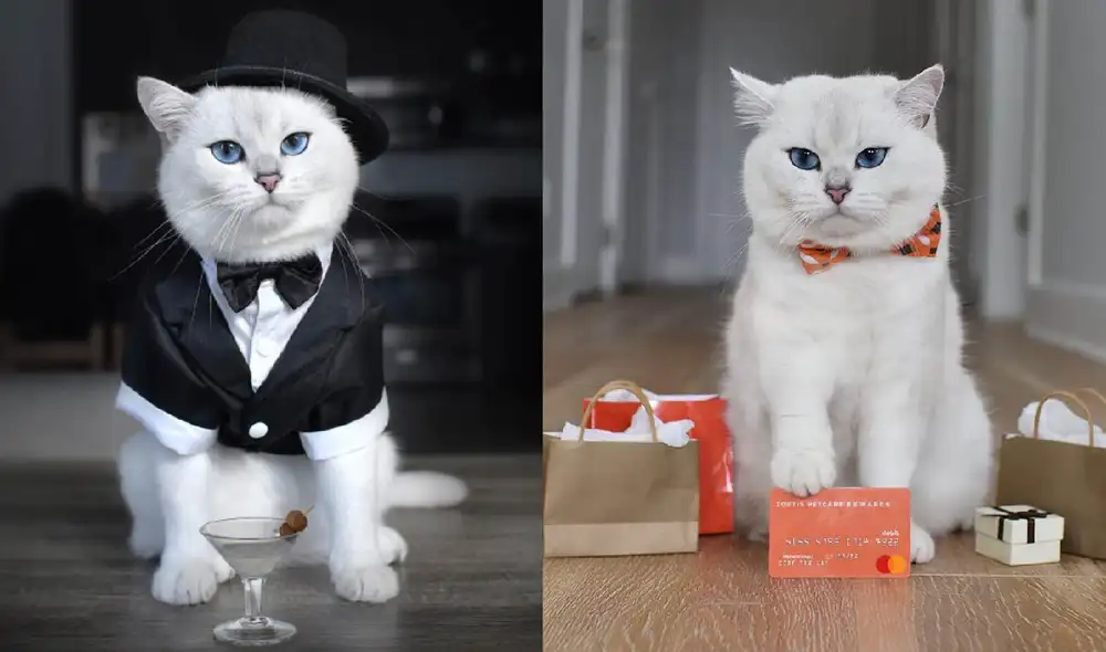 El minino Coby ha participado en diversas campañas como la imagen de los productos. Foto: captura de Instagram / @cobythecat El minino Coby ha participado en diversas campañas como la imagen de los productos. Foto: captura de Instagram / @cobythecat