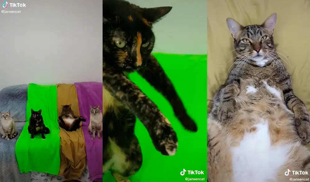 El dueño de estas mascotas las hizo bailar al ritmo de esta pegajosa canción. Foto: captura de TikTok El dueño de estas mascotas las hizo bailar al ritmo de esta pegajosa canción. Foto: captura de TikTok