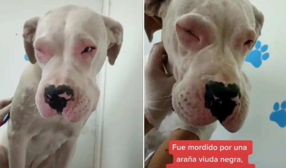 La viral escena compartida por @ragnar.dogoalbino logró obtener miles de reproducciones y reacciones en poco tiempo. Foto: captura de Facebook