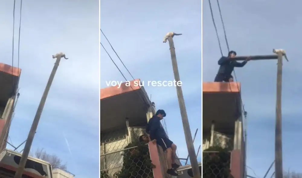 La viral escena compartida por Pedro Alan (@pedroalanparedes) logró obtener miles de reproducciones y reacciones en poco tiempo. Foto: captura de TikTok