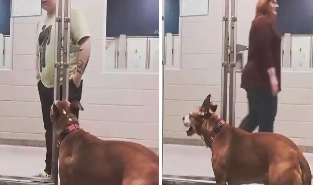 Todos los días, el can se coloca frente a su recinto para ver si alguna persona se detiene para llevárselo y darle cariño. Foto: captura de YouTube Todos los días, el can se coloca frente a su recinto para ver si alguna persona se detiene para llevárselo y darle cariño. Foto: captura de YouTube