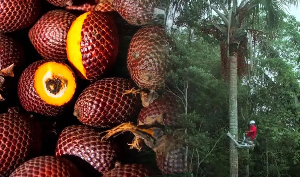 Cada año, se talan de manera indiscriminada más de 1 millón de árboles en el Amazonas peruano, lo que equivale a 800.000 Estadios de futbol profesional, como consecuencia de la cosecha del aguaje. Foto: La República/composición Cada año, se talan de manera indiscriminada más de 1 millón de árboles en el Amazonas peruano, lo que equivale a 800.000 Estadios de futbol profesional, como consecuencia de la cosecha del aguaje. Foto: La República/composición