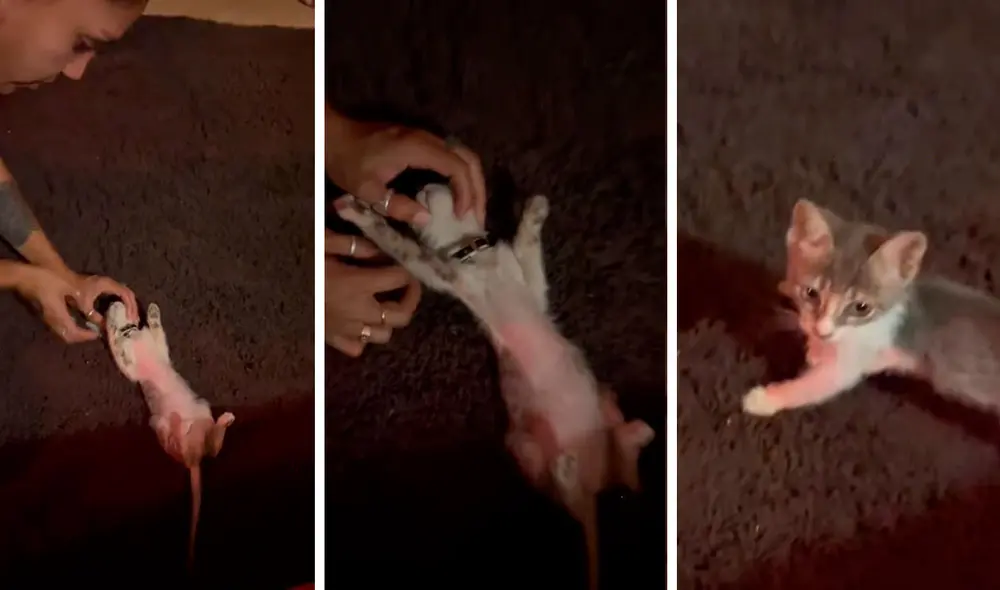 La minina se acostó en la alfombra y se mantuvo quieta en todo momento, mientras obedecía las indicaciones de su dueña. Foto: captura de TikTok