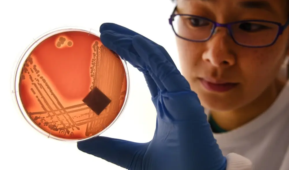 Los científicos continúan demostrando la eficacia de una terapia con virus que permite aniquilar bacterias que han adquirido resistencia a los antibióticos. Foto: AFP