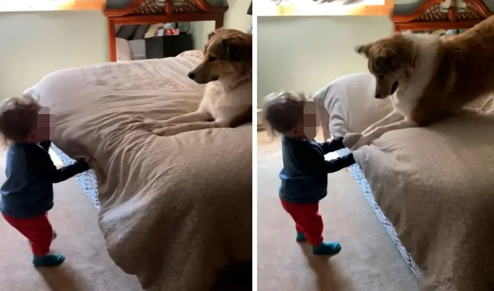 Una madre grabó el preciso momento en que su mascota tuvo una divertida reacción cuando su hijo empezó a sacudir su frazada. Foto: captura de Facebook