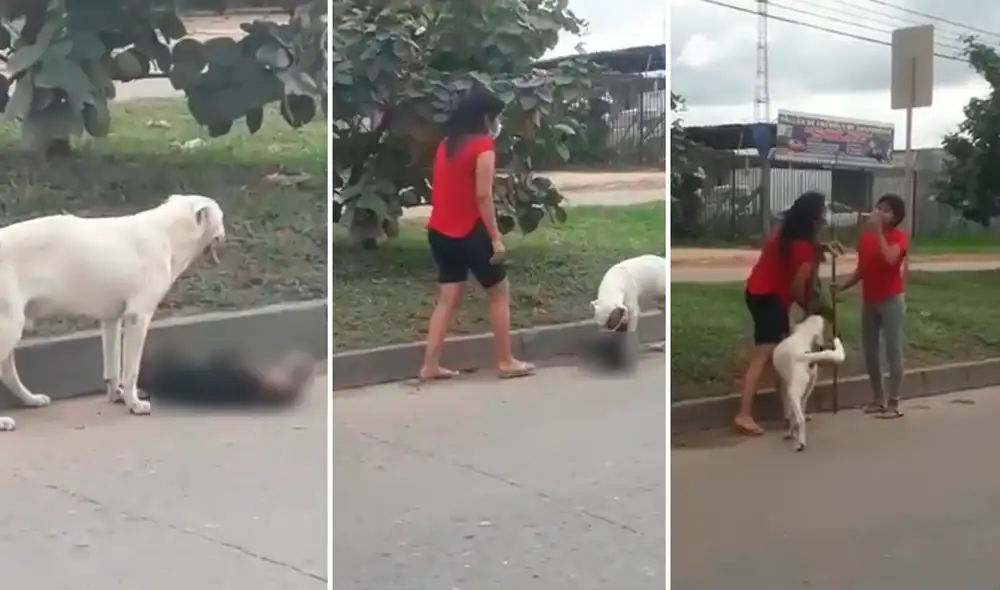 El perrito no dejó abandonado a su amigo que murió atropellado al cruzar la carretera. Foto: captura de Facebook El perrito no dejó abandonado a su amigo que murió atropellado al cruzar la carretera. Foto: captura de Facebook
