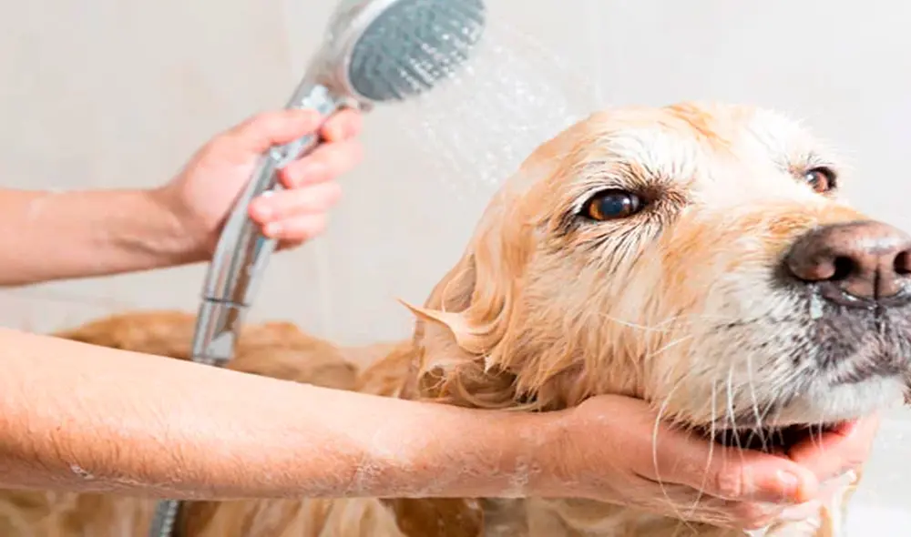 El baño de la mascota dependerá de su estado de salud. Foto: No lo dejes al azar