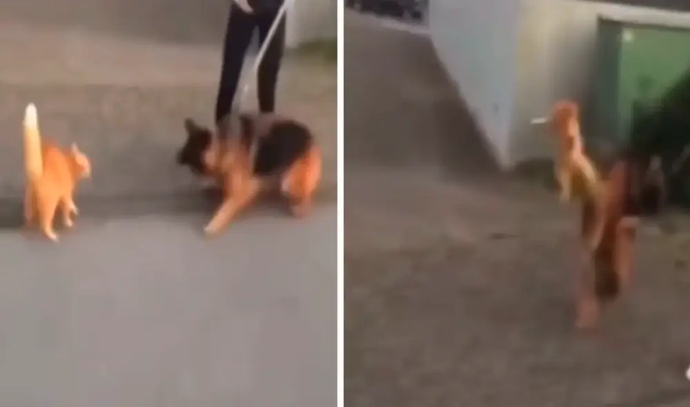 El gatito reaccionó rápidamente y no dejó que el pastor alemán lo amedrentara. Foto: captura de TikTok