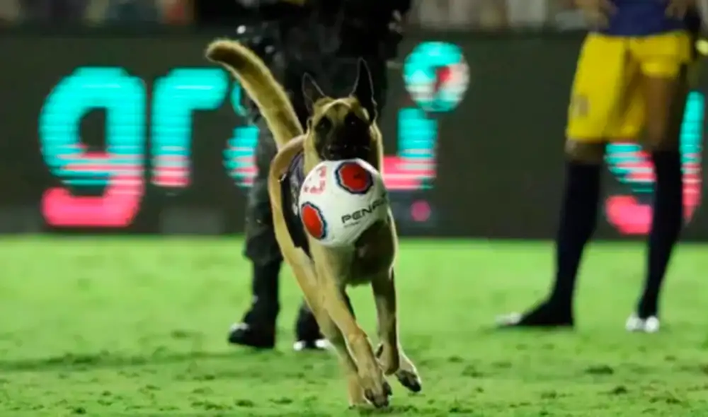 El perrito no resistió estar de espectador y se animó a ingresar a la cancha. Foto: captura de Facebook El perrito no resistió estar de espectador y se animó a ingresar a la cancha. Foto: captura de Facebook