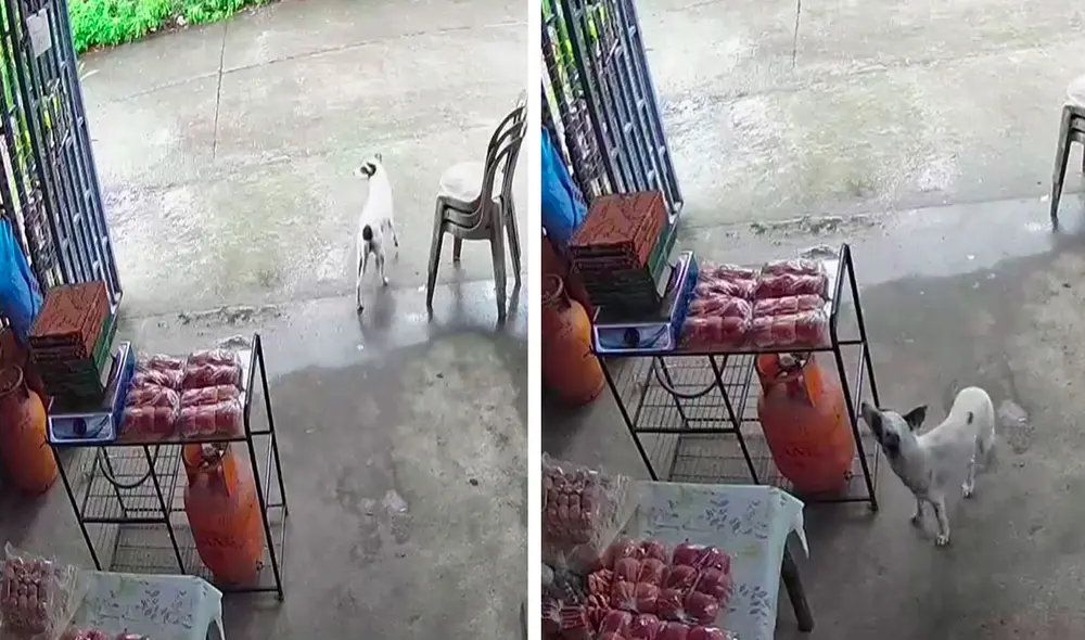 Una cámara de seguridad grabó el momento exacto en que un can agarró una bolsa llena de panes que estaba encima de una mesa. Foto: captura de YouTube Una cámara de seguridad grabó el momento exacto en que un can agarró una bolsa llena de panes que estaba encima de una mesa. Foto: captura de YouTube