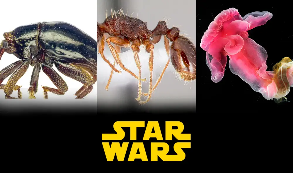 Varias especies recién descubiertas han sido nombradas en honor a Star Wars. Foto: composición LR/Wikiwand/Hipertextual Varias especies recién descubiertas han sido nombradas en honor a Star Wars. Foto: composición LR/Wikiwand/Hipertextual