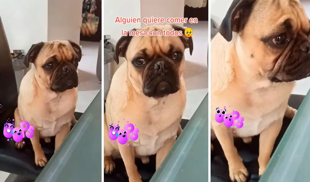 El can trató de escuchar a sus cuidadores; sin embargo, no pudo controlar que sus ojos se llenaran de lágrimas. Foto: captura de TikTok El can trató de escuchar a sus cuidadores; sin embargo, no pudo controlar que sus ojos se llenaran de lágrimas. Foto: captura de TikTok
