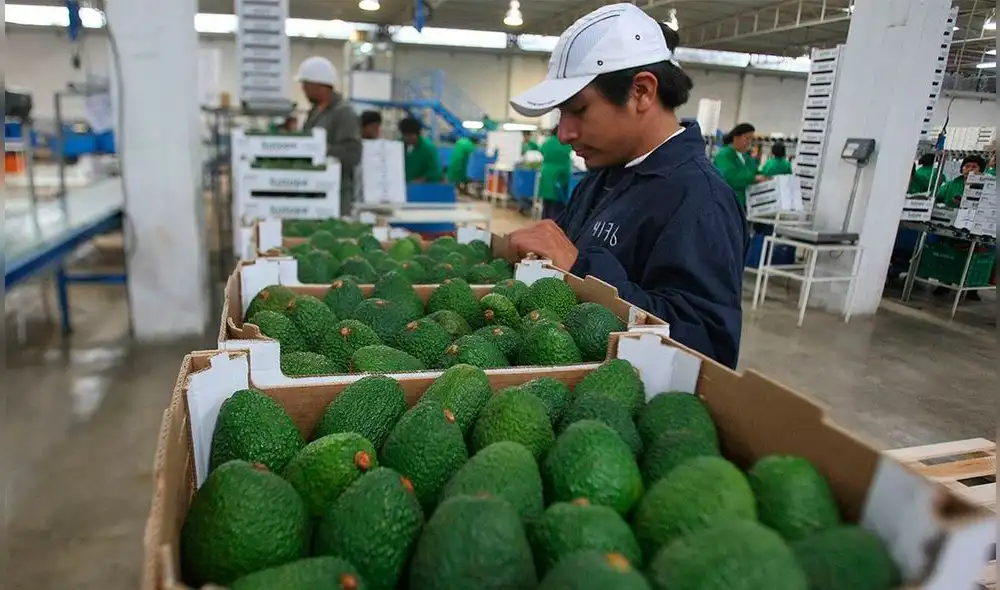 La palta peruana es muy requerida en el mercado europeo y asiático. Foto: Andina.