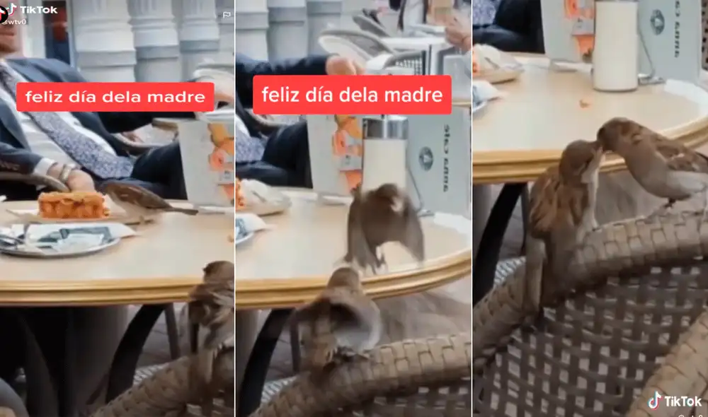 El ave se acercó al plato y comenzó a sacar trozos de postre para darle a su cría. Foto: captura de TikTok El ave se acercó al plato y comenzó a sacar trozos de postre para darle a su cría. Foto: captura de TikTok