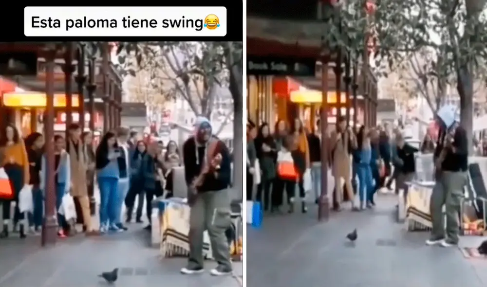 Al escuchar la música, la paloma comenzó a mover su cuerpo sacando miles de sonrisas a los cibernautas. Foto: captura de TikTok