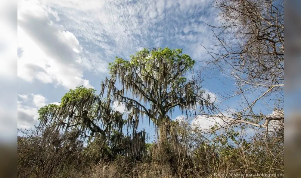Serfor dio a conocer la Reserva de Biósfera Transfronteriza Bosques de Paz Perú y Ecuador. Foto: Agencia Andina