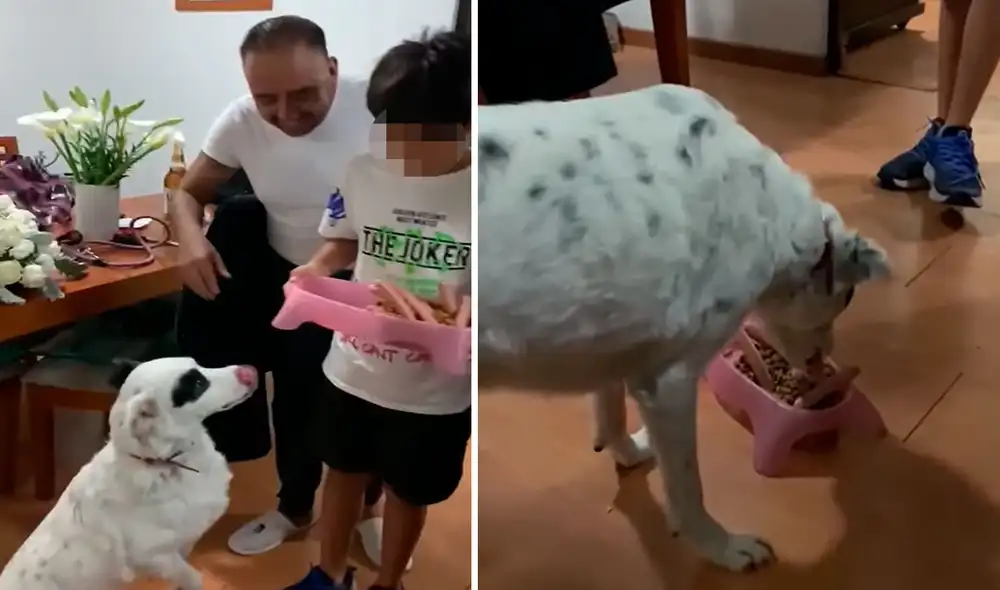 Desde que el primer instante, los integrantes de una familia se encargaron de cuidar a su perrita para hacerla sentir especial. Foto: captura de YouTube Desde que el primer instante, los integrantes de una familia se encargaron de cuidar a su perrita para hacerla sentir especial. Foto: captura de YouTube