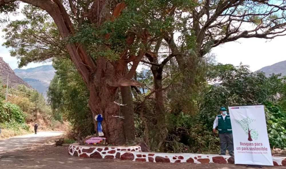 Equipo llegará este domingo a la ciudad de Cusco. Foto: Serfor