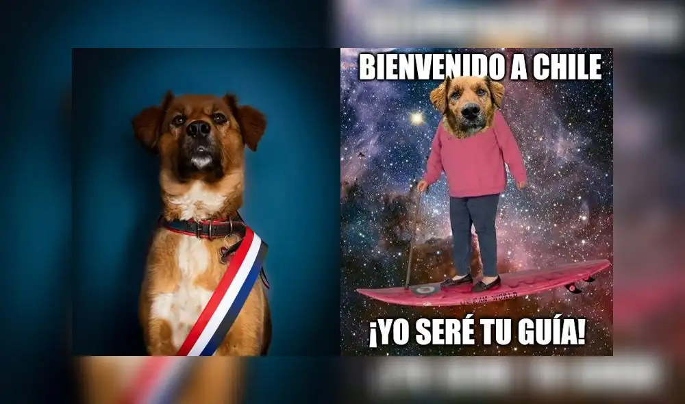 Brownie Boric se volvió una de las mascotas influencers más queridas de las redes sociales. Foto: composición/ Twitter