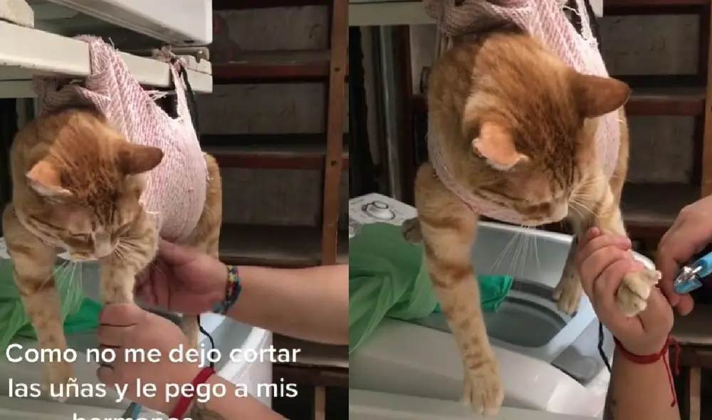 El clip que protagoniza el felino tiene más de dos millones de visualizaciones. Foto: captura de TikTok El clip que protagoniza el felino tiene más de dos millones de visualizaciones. Foto: captura de TikTok