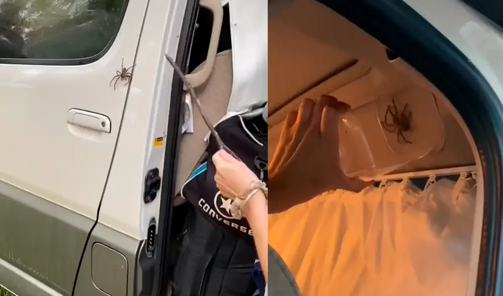 La familia utilizó una rama y un envase de plástico para librarse de las arañas. Foto: captura de TikTok La familia utilizó una rama y un envase de plástico para librarse de las arañas. Foto: captura de TikTok