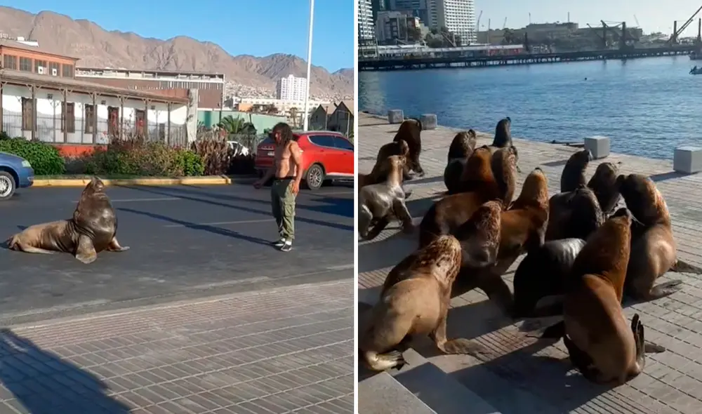 El clip sumó alrededor de 5,3 millones de visualizaciones. Foto: captura de TikTok