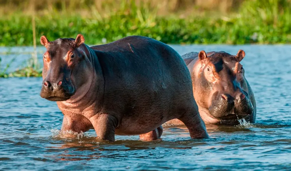 Conoce por qué has estado soñando con estos majestuosos y gigantescos animales. Foto: expertoanimal