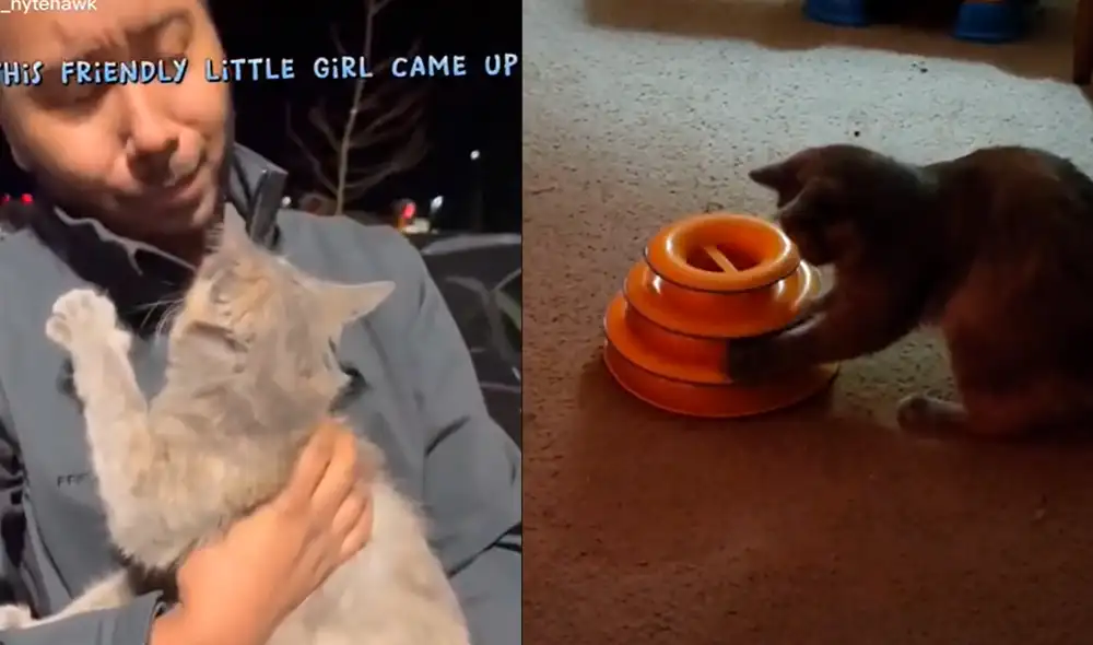 El joven decidió quedarse junto a la minina que encontró cerca a un restaurante. Foto: captura de TikTok