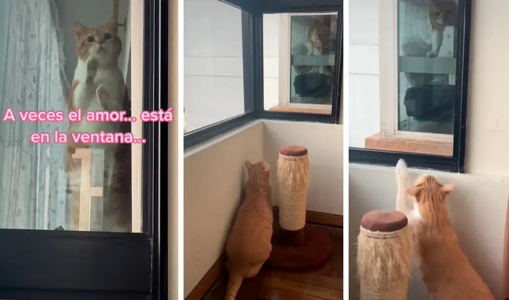 La conmovedora historia obtuvo más de 320.000 ‘me gusta’. Foto: captura de TikTok