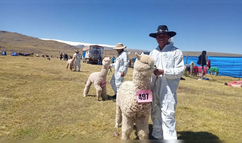 Evento apuntan a mejorar la calidad de vida de los productores de alpacas y llamas. Foto: Alexander Flores/URPI Evento apuntan a mejorar la calidad de vida de los productores de alpacas y llamas. Foto: Alexander Flores/URPI