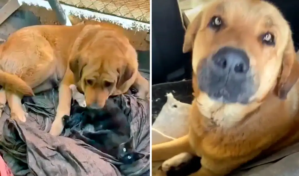 El clip viral consiguió más de 3,1 millones de reproducciones en la red social. Foto: captura de TikTok