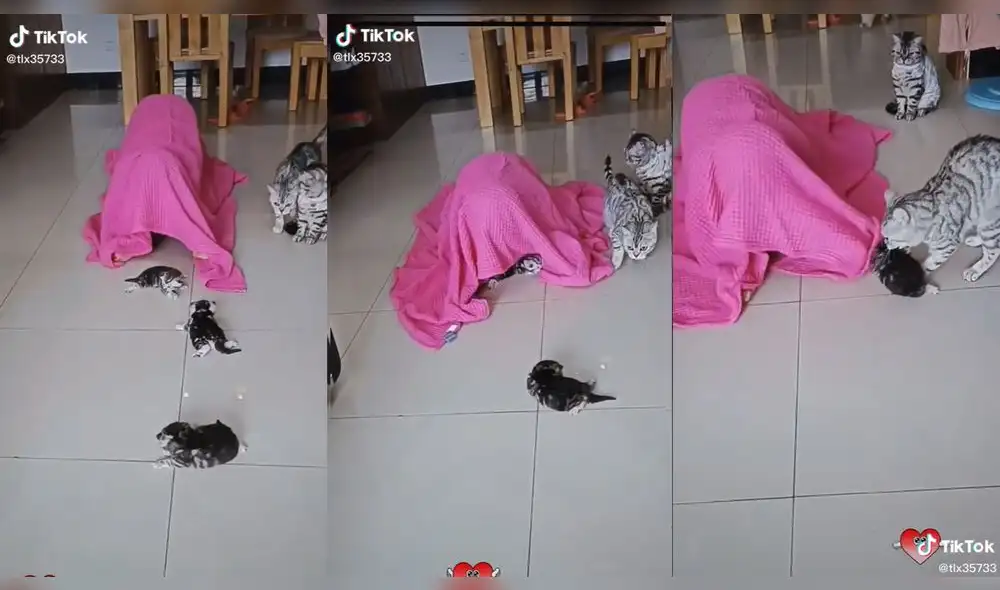 La minina salvó a la última cría que le quedaba. Foto: captura de TikTok