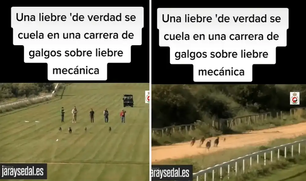 Al ver a la liebre real, todos los perros fueron detrás de ella y abandonaron la competencia. Foto: captura de TikTok Al ver a la liebre real, todos los perros fueron detrás de ella y abandonaron la competencia. Foto: captura de TikTok