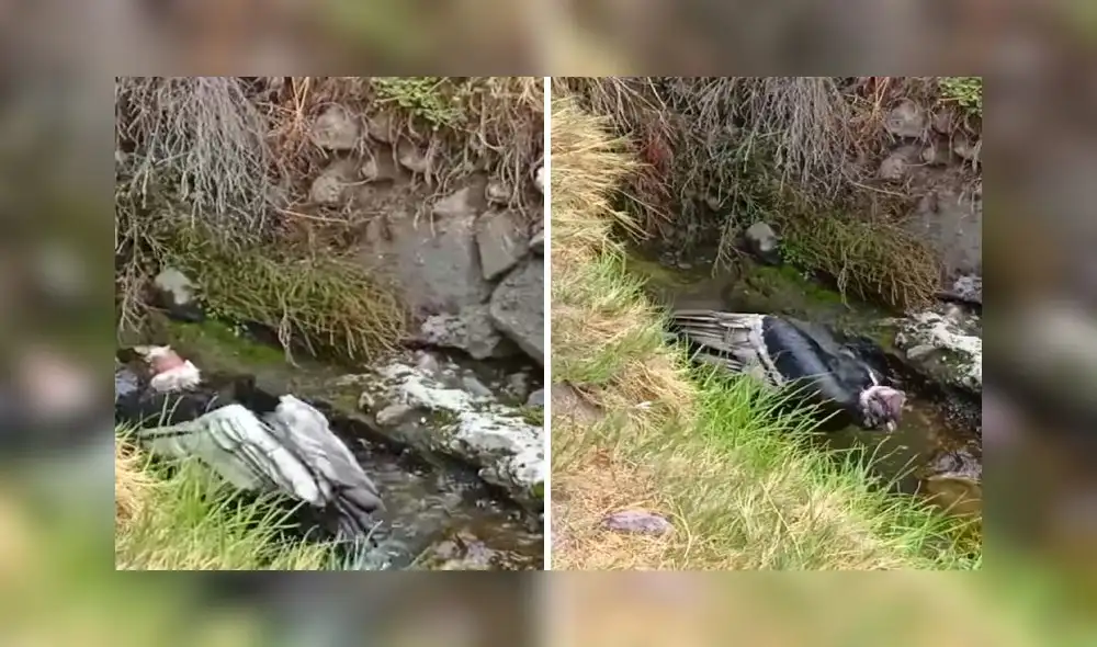 El clip viral sumó alrededor de 95.000 reproducciones. Foto: captura de Facebook El clip viral sumó alrededor de 95.000 reproducciones. Foto: captura de Facebook