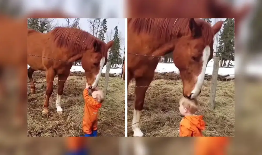 El adorable video obtuvo más de 2,2 millones de visualizaciones. Foto: captura de Facebook