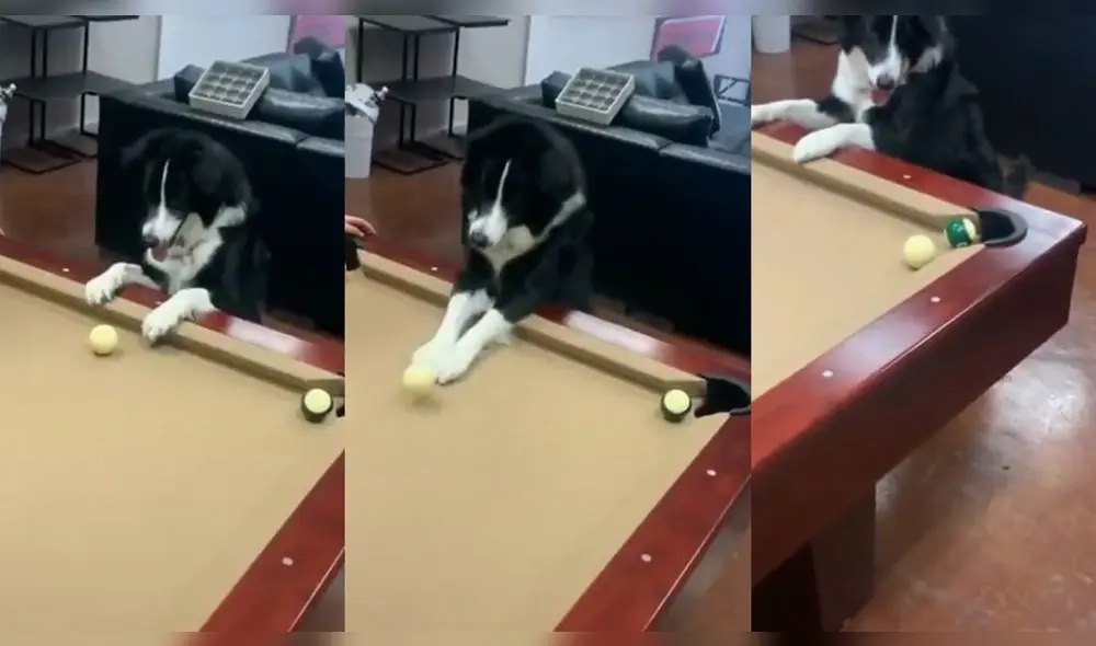 El cachorro embocó una bola que estaba en la mesa de billar. Foto: composición/ captura de TikTok El cachorro embocó una bola que estaba en la mesa de billar. Foto: composición/ captura de TikTok