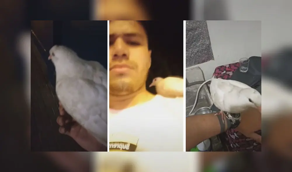 El clip obtuvo más de 692.000 reproducciones en la red social. Foto: captura de TikTok El clip obtuvo más de 692.000 reproducciones en la red social. Foto: captura de TikTok