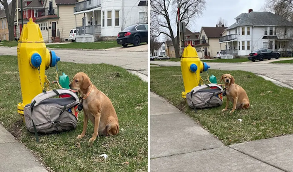 Al parecer, unos desconocidos aprovecharon que no había nadie en el vecindario para dejar a solas a su mascota. Foto: Wisconsin Humane Society Al parecer, unos desconocidos aprovecharon que no había nadie en el vecindario para dejar a solas a su mascota. Foto: Wisconsin Humane Society