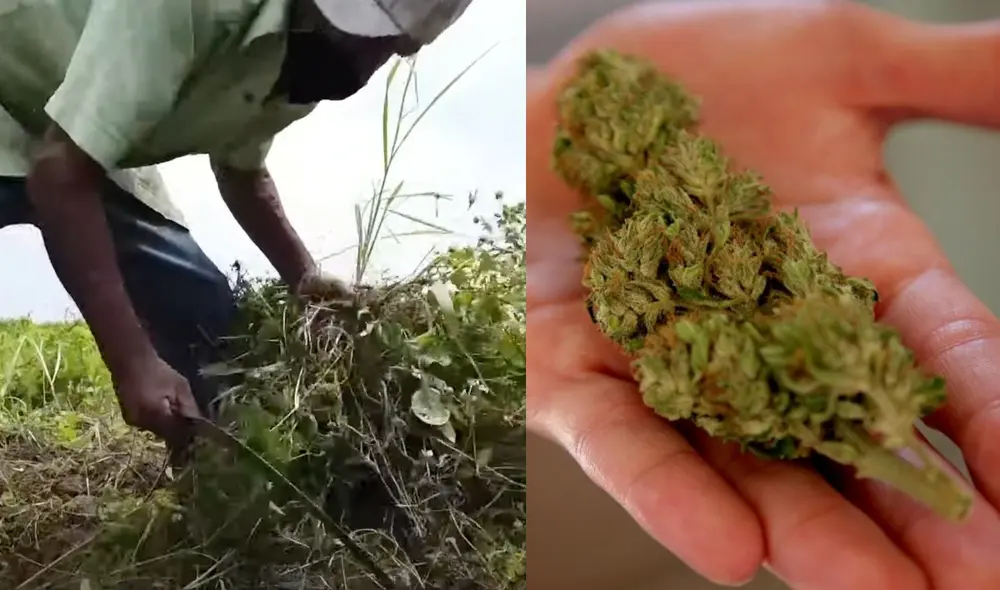 Los campesinos del estado de Morelos quieren convertir sus sembradíos de caña y arroz en cultivos de marihuana para así impulsar el desarrollo de su pueblo. Foto: captura de pantalla de France 24/EFE. Los campesinos del estado de Morelos quieren convertir sus sembradíos de caña y arroz en cultivos de marihuana para así impulsar el desarrollo de su pueblo. Foto: captura de pantalla de France 24/EFE.
