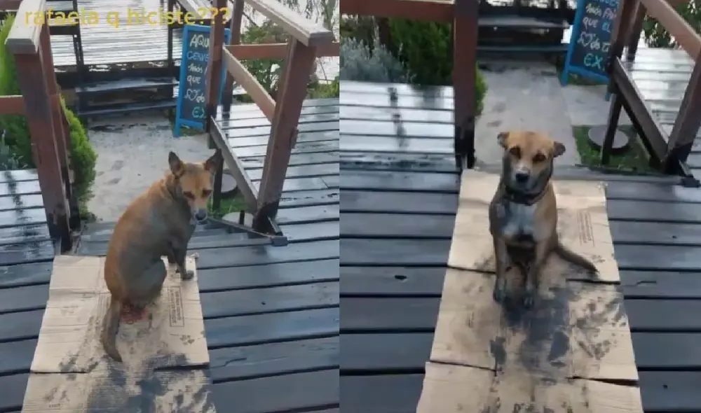 La perrita Rafaela sorprendió a su dueño cuando se acercó a él con su pelaje sucio. Foto: captura de TikTok La perrita Rafaela sorprendió a su dueño cuando se acercó a él con su pelaje sucio. Foto: captura de TikTok