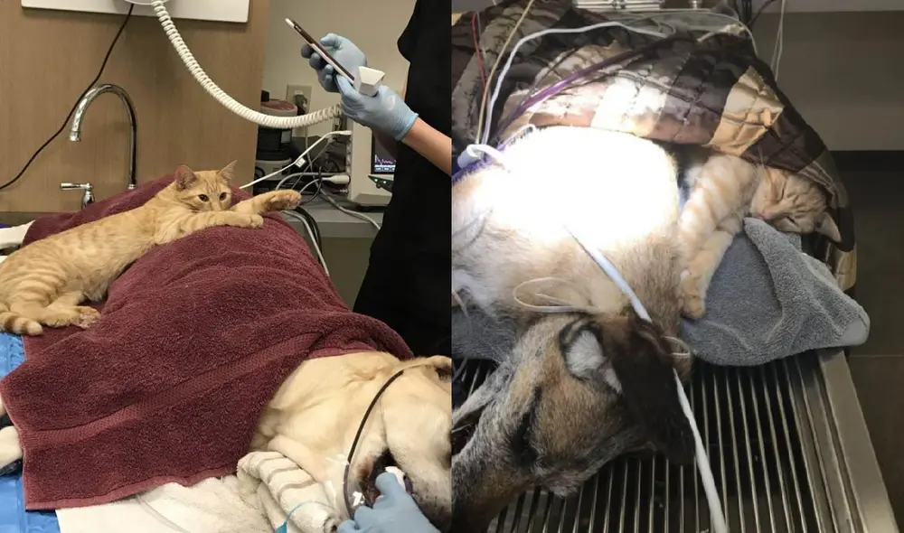 El felino asistía a sus rondas terapéuticas para ayudar a sus 'amigos' en sus tratamientos. Foto: captura de TikTok El felino asistía a sus rondas terapéuticas para ayudar a sus 'amigos' en sus tratamientos. Foto: captura de TikTok