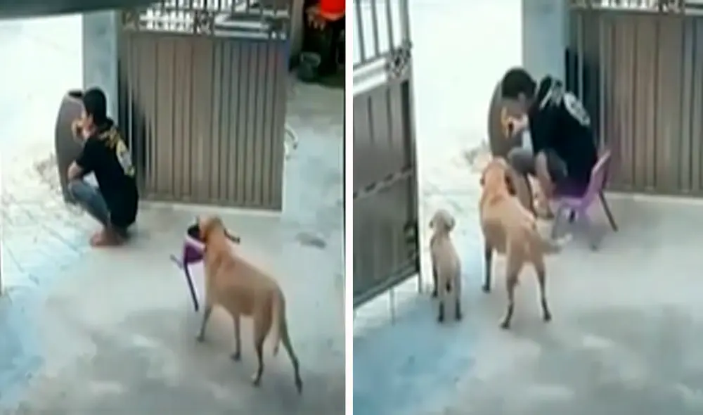 El perrito dio gran ejemplo de fidelidad y gran preocupación por su dueño. Foto: captura de YouTube El perrito dio gran ejemplo de fidelidad y gran preocupación por su dueño. Foto: captura de YouTube