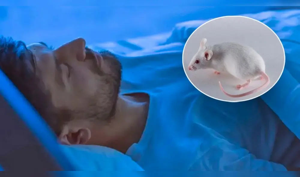 Soñar con ratas blancas, dependiendo del escenario, no es necesariamente un significado negativo | Foto: EFE/Science Photo Libray - Composición LR