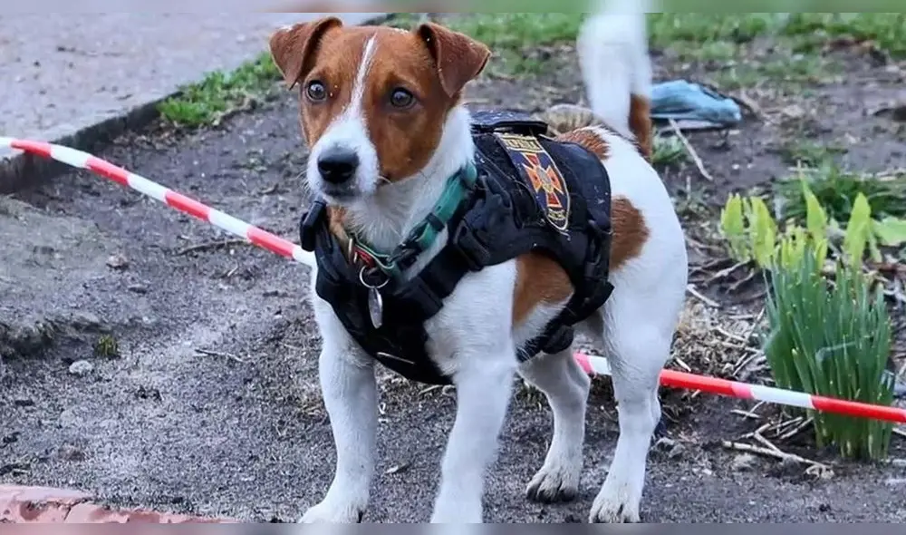 El pequeño can fue recibido por el mandatario ucraniano y el Primer Ministro de Canadá. Foto: Twitter/tvtoront
