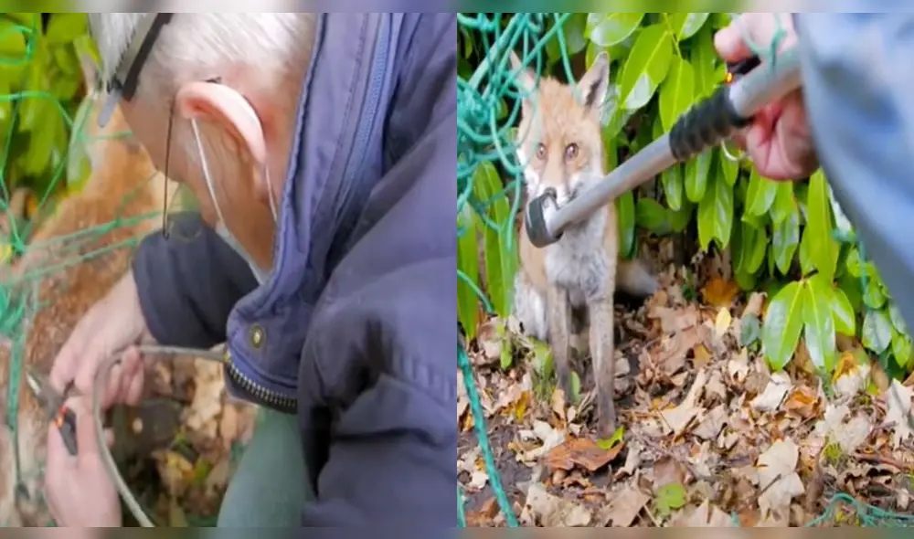 El zorro se calmó cuando el hombre lo estaba liberando. Foto: captura de @respect._videos._/TikTok